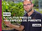 A Prunay, près de Reims, il cultive les piments les plus piquants au monde