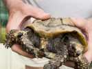 Insolite : cette tortue à deux têtes et six pattes