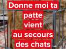 A Chauny, l'association Donne moi ta patte vient au secours des chats abandonnés