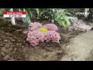 VIDÉO. Plusieurs milliers de roses : top départ pour ce prestigieux rendez-vous du Maine-et-Loire
