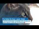 Un hôtel de luxe pour chat, c'est le nouveau concept de vacances pour félins à Aix-en-Provence