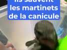 Elles sauvent les oiseaux tombés du nid à cause de la canicule