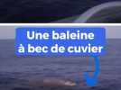 Ils apperçoivent une baleine à bec de cuvier au large de Nice