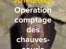 Abbaye de Jumièges : au coeur de l'opération de comptage des chauves-souris