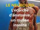 Le Neubourg : l'écorché d'anatomie, l'extraordinaire musée du Dr Auzoux