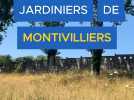 Douze chèvres vont entretenir les espaces verts d'une résidence d'Habitat 76 à Montivilliers