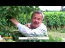 La Bonne Étape de Périco Légasse - Au vignoble du Noble-Joué avec Michel Rouseau