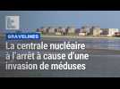La centrale nucléaire de Gravelines face à une invasion de méduses