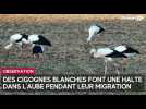 Des cigognes observées dans l'Aube en plein mois d'août