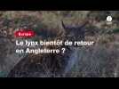 VIDEO. Le lynx bientôt de retour en Angleterre ?
