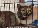 Animaux - 