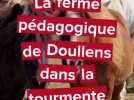 CP Le Paradis Konyka à Doullens, une ferme pédagogique dans la tourmente