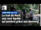 Le cheval trait du Nord, une race qui perdure grâce aux éleveurs