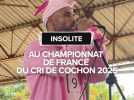 Au championnat de France du cri de cochon 2025