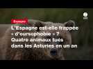 VIDEO. L'Espagne est-elle frappée « d'oursophobie » ? Quatre animaux tués dans les Asturies en un an