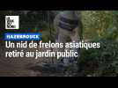 Un nid de frelons asiatiques a été retiré au jardin public d'Hazebrouck