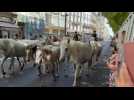 Feria de Béziers 2025 : la Roussataïo au centre-ville de Béziers