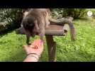 VIDÉO. On a pu s'occuper des animaux du zoo de Trégomeur