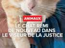 Dominique, poursuivie en justice par son voisin, qui ne veut plus que son chat aille chez lui