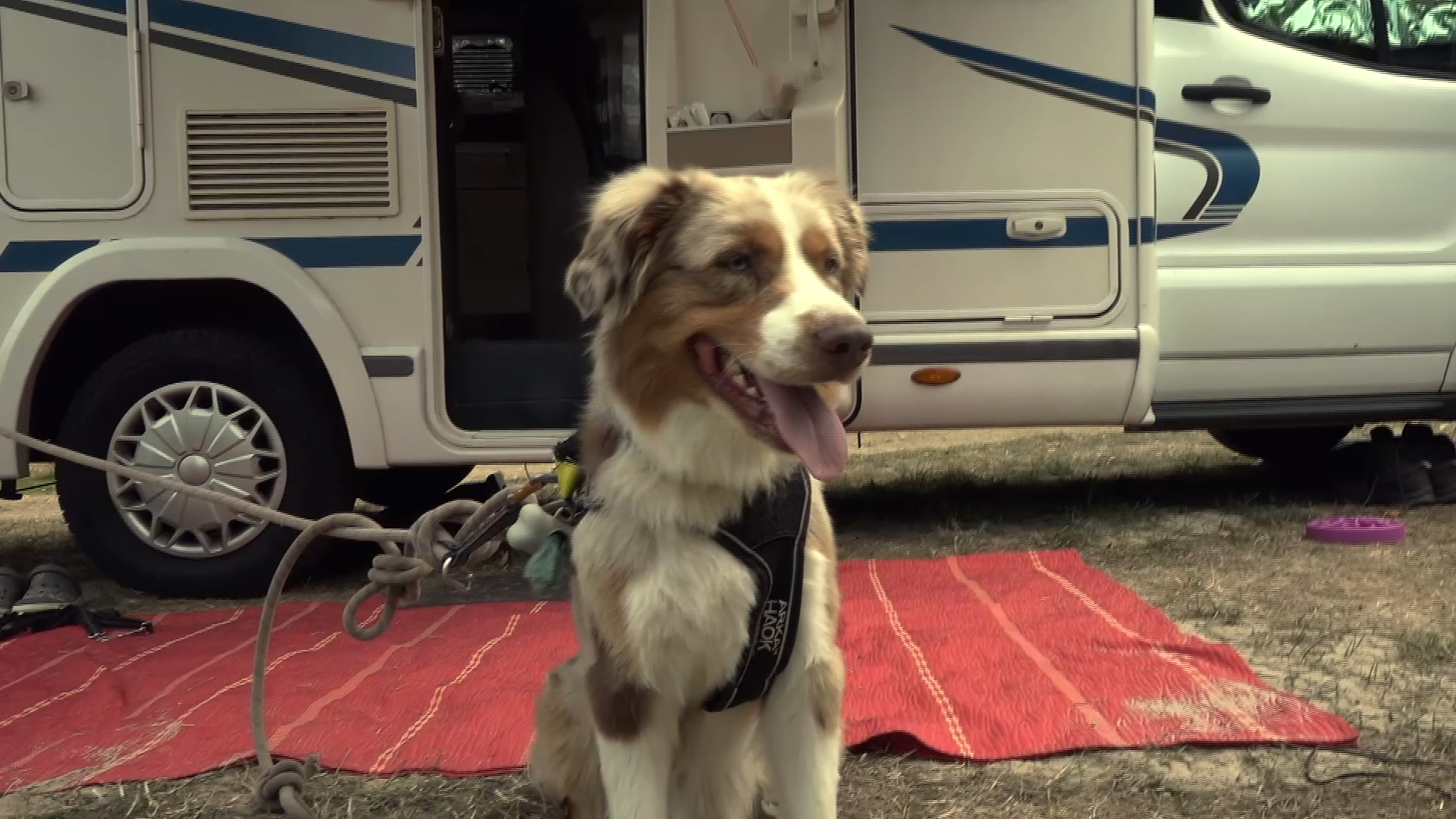 Avec leur chien en Bretagne : ces touristes passent des vacances presque au poil !