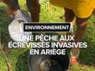 Une pêche aux écrevisses invasives en Ariège
