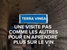 A la découverte de Terra Vinea, une expérience immersive sur le lin