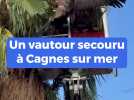 Un vautour égaré secouru à Cagnes-sur-Mer
