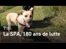 Quimper : La SPA, 180 ans de lutte