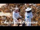 Ouessant : Partez à la découverte de l'abeille noire