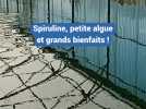 Spiruline, petite algue et grands bienfaits