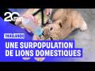 En Thaïlande, une surpopulation... de lions domestiques