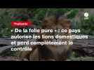 VIDEO. « De la folie pure » : ce pays autorise les lions domestiques et perd complètement le contrôle