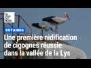 Une cigogne est née à Estaires