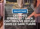 Ces ânes d'Israël et Gaza ont trouvé refuge dans ce sanctuaire catalan