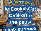 À Vernon, le Cookie Cat Café offre une pause chat-leureuse