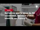 VIDEO. Qu'est-ce que le virus du Nil occidental, qui vient d'être identifié en France ?