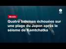 VIDEO. Quatre baleines échouées sur une plage du Japon après le séisme de Kamtchatka