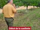 Début de la cueillette des mirabelles en Meurthe-et-Moselle : « La mirabelle est très bonne cette année »
