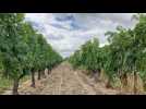 Taxes sur le vin : les vignerons dans l'incertitude