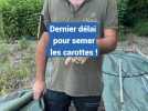 Dernier délai pour semer les carottes !
