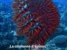 Îles Cook : des étoiles de mer dévorent le corail