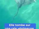 Elle tombe sur une raie venimeuse en allant à la plage sur la Côte d'Azur ...