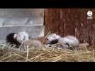 VIDEO. En Normandie, le zoo de Jurques prépare sa saison estivale avec de nouveaux venus!