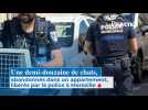 Une demi-douzaine de chats, abandonnés dans un appartement, libérés par la police à Marseille