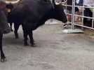 Ces vaches d'une course taurine, dans le Gers, foncent dans une barrière et s'échappent du parcours