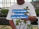 Un basilic ami des abeilles