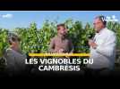 En Vadrouille - Les vignobles du Cambrésis