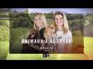 Animaux à adopter (Bande annonce)