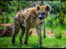 VIDÉO. Le zoo de La Flèche accueille deux hyènes : « On aime bien tordre le cou aux idées reçues »