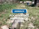 Adopter des animaux de ferme